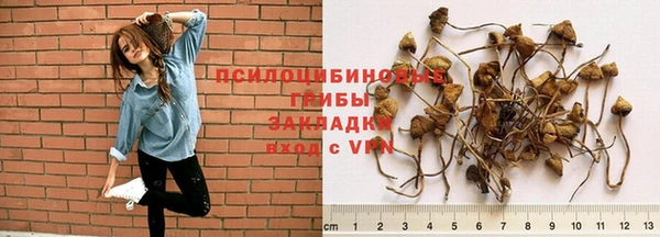 PSILOCYBIN Карталы